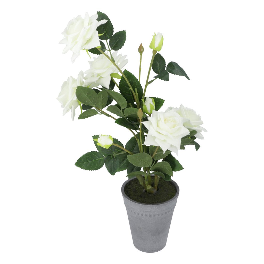 Plant White ZA-81